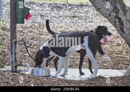 I cani si divertono in un parco specializzato a Seaside, Monetery Peninsula, California Foto Stock