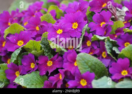 Le primrose fioriscono nel aiuola del giardino Foto Stock