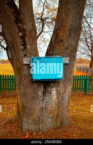 Caselle di posta blu su un albero. Nel villaggio. Foto Stock