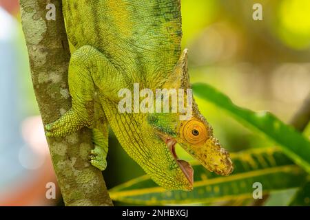 Parson's Chameleon, Calumma parsonii in Lemuria Sanctuary, Nosy Be Foto Stock