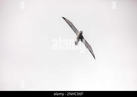 Volare verso l'alto Bullers albatross contro cielo nuvoloso con spazio copia. Foto Stock