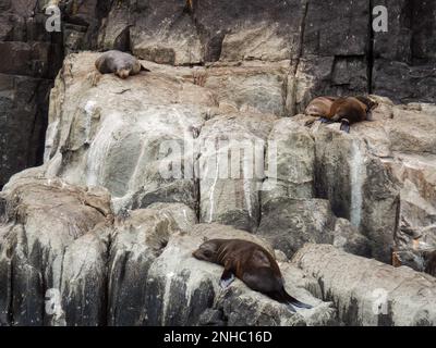 Le foche di pelliccia a naso lungo poggiano sulle scogliere aspre nella Tasmania meridionale, Australia, nel Tasman National Park. Foto Stock