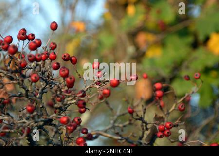 Primo piano dei rami e dei frutti rossi maturi del biancospino (Crataegus) a fine estate. Immagine orizzontale, messa a fuoco selettiva, sfondo sfocato Foto Stock