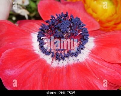 Primo piano con anemone rosso Foto Stock