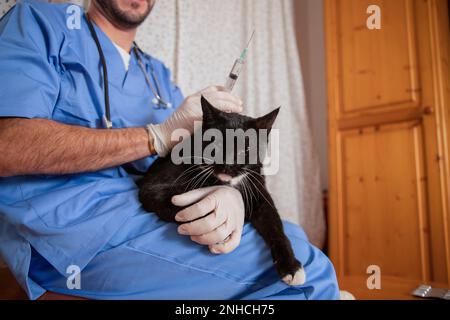 Un veterinario vaccina un gatto durante una visita del medico di casa. Foto Stock