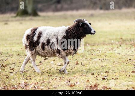 una rara razza bianca e marrone pecora jacobs in piedi in un prato verde in primavera Foto Stock