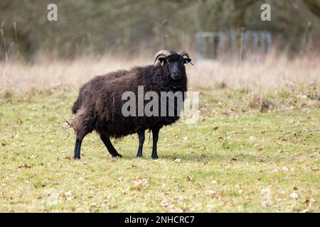 pecora di razza rara jacobs in pascolo in staffordshire Foto Stock