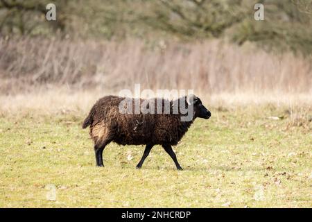 pecora di razza rara jacobs in pascolo in staffordshire Foto Stock