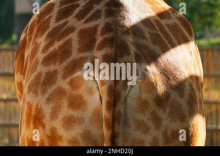 Bella marrone corpo giraffa la texture della pelle con righe bianche Foto Stock
