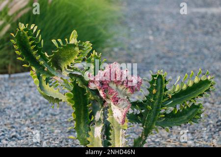cactus è un membro della famiglia delle piante Cactaceae, con fiore Foto Stock