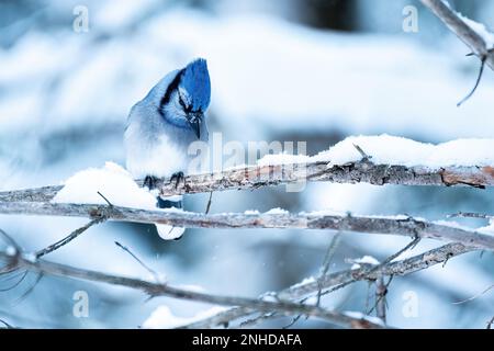 Jay blu (Cyanocitta cristata) arroccato su un ramo con neve Foto Stock