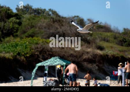 Gabbiani d'argento (Chroicocephalus novaehollandiae) in volo a Caves Beach NSW, Australia (Foto di Tara Chand Malhotra) Foto Stock