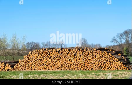 Appena tagliato il legno Foto Stock