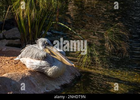 VALENCIA, Spagna - 26 febbraio : Grigio Pelican presso il Bioparco di Valencia Spagna il 26 febbraio 2019 Foto Stock