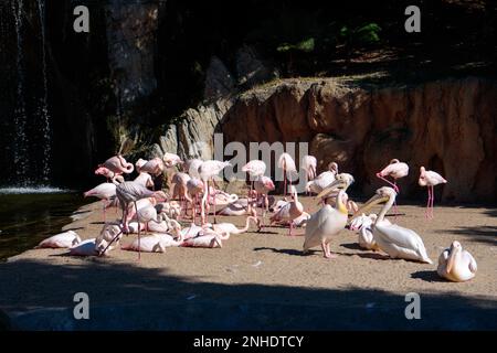 VALENCIA, Spagna - 26 febbraio : Pink Backed pellicani e fenicotteri presso il Bioparco di Valencia Spagna il 26 febbraio 2019 Foto Stock