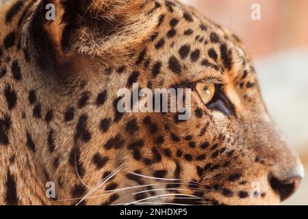 Leopardo Foto Stock