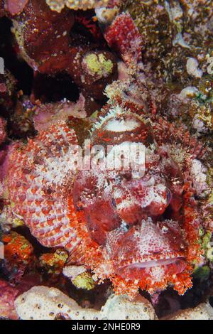 Ritratto di scorfani assaliti (Scorpaenopsis oxicephala), San Johns Dive Site, Mar Rosso, Egitto Foto Stock