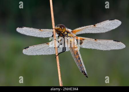 Chaser a quattro macchie (Libellula quadrimaculata), maschio a riposo stelo in torpore freddo, Centrale della Biosfera dell'Elba, Dessau-Rosslau, Sassonia-Anhalt Foto Stock