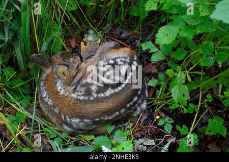 Capriolo europeo (Capreolus capreolus), cucito di capra in nascondiglio, riserva della biosfera dell'Elba centrale, Dessau-Rosslau, Sassonia-Anhalt, Germania Foto Stock