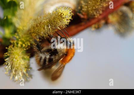 Ape comune (Bombus pascuorum) che foraggio sull'infiorescenza di un salice, Medium Elbe Biosphere Reserve, Dessau-Rosslau, Sassonia-Anhalt, Germania Foto Stock