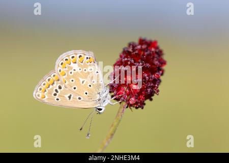 Farfalla blu comune (Polyommatus icarus), imago femminile in una coppa di erba (Sanguisorba officinalis), riserva della biosfera dell'Elba centrale Foto Stock