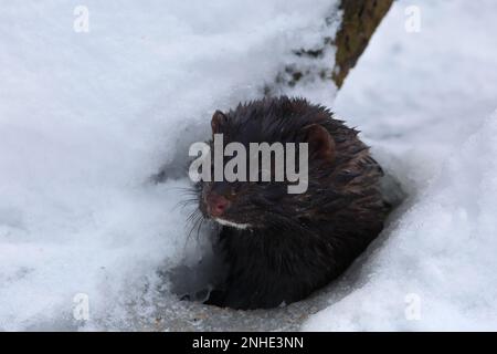 Mink americano (Mustela vison) o mink (Neogale vison) (SYN.: Neovison vison) in inverno, guardando fuori da un buco di ghiaccio, neozoa, Biosfera dell'Elba centrale Foto Stock