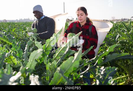 Uomo e giovane donna che raccolgono carciofi in piantagione Foto Stock