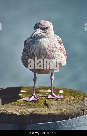 Gabbiano in piedi sul palo al porto. Foto di alta qualità Foto Stock