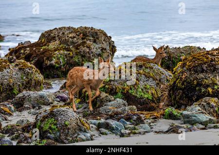 Cervi colombiani di coda nera, odocoileus hemionus colombianus, coppia di fawns a Point of Arches in Olympic National Park, Washington state, USA Foto Stock