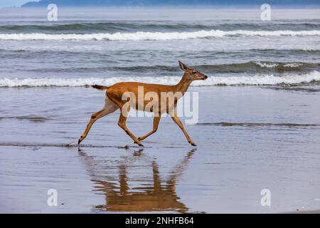 Cervo colombiano di coda nera, Odocoileus hemionus colombianus, femmina del cervo sulla spiaggia di Shi Shi nel Parco Nazionale Olimpico, Washington state, USA Foto Stock