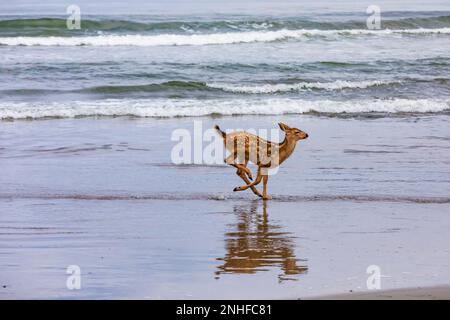 Cervo colombiano, Odocoileus hemionus colombianus, fawn che corre sulla spiaggia di Shi Shi nel Parco Nazionale Olimpico, Washington state, USA Foto Stock