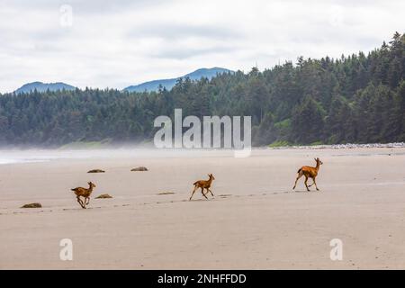 Cervo colombiano di coda nera, Odocoileus hemionus colombianus, femmina del cervo con fawns sulla spiaggia di Shi Shi nel Parco Nazionale Olimpico, Washington state, USA Foto Stock