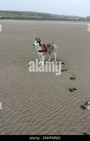 Husky Dog siberiano (famiglia genetica Spitz) fuori profilo laterale con impronte di zampe sulla spiaggia deserta del Galles cane dall'aspetto amichevole del Regno Unito Foto Stock