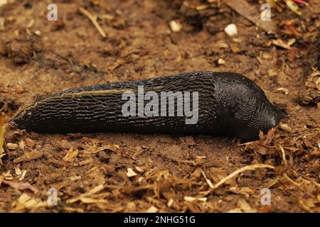 Primo piano su un grande slug di terra nero-cenere, soffocante d'aria, Limax cinereoniger Foto Stock