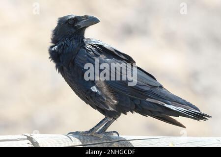 primo piano di un corvo di canarie a fuerteventura Foto Stock