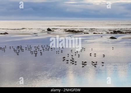 I sandpipers che si snoda lungo la spiaggia di Shi Shi nel Parco Nazionale Olimpico, Washington state, USA Foto Stock