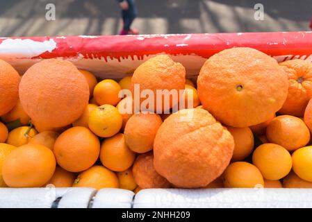 Torino, Torino, Italia. 21st Feb, 2023. Veduta generale della ''Battaglia degli arance'' il 21 febbraio 2023 a Ivrea, Italia. La Battaglia degli arance, la più grande lotta alimentare in Italia, si svolge durante la stagione del carnevale ed è una rievocazione simbolica di una rivoluzione che si è svolta a Ivrea nel Medioevo, con nove squadre di ambulanti-aranceri che lanciano arance contro aranceri che cavalcano su carri. Il Carnevale di Ivrea torna dopo due anni di sospensione a causa della pandemia di COVID. Credit: ZUMA Press, Inc./Alamy Live News Foto Stock