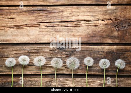 Belle teste di semi di dente di leone su tavola di legno, piatto. Spazio per il testo Foto Stock