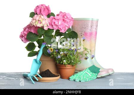 Belle piante in vaso e attrezzature da giardinaggio su tavolo di legno grigio su sfondo bianco Foto Stock