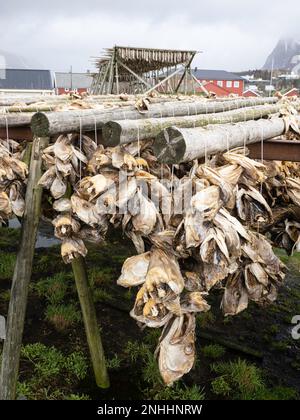 Essiccazione del merluzzo su scaffali per diventare stock di pesce nella città di Reine, Moskenesøya, nell'arcipelago delle Lofoten, Norvegia. Foto Stock