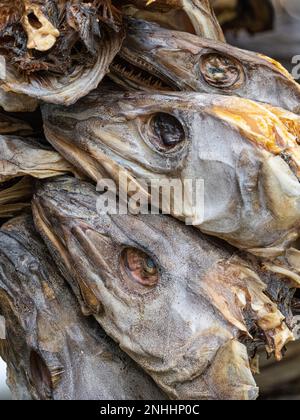 Essiccazione del merluzzo su scaffali per diventare stock di pesce nella città di Reine, Moskenesøya, nell'arcipelago delle Lofoten, Norvegia. Foto Stock