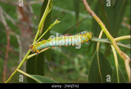 La falena gommosa dell'imperatore bruco Opodiphthera eucalipti che si nutrono di foglie di eucalipto Foto Stock