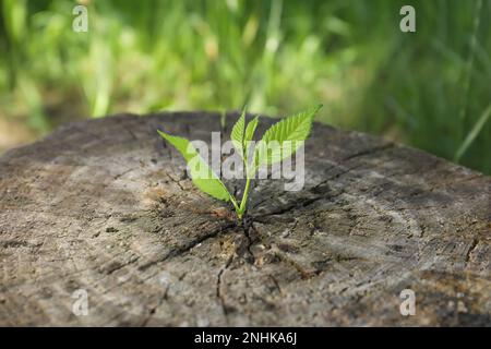 Giovane piantina verde che cresce fuori da un ceppo di albero all'aperto, primo piano. Nuovo concetto di vita Foto Stock