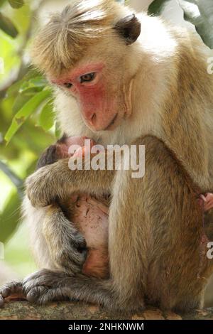 Scimmie e lingue grigie nella foresta. Sri Lanka Foto Stock