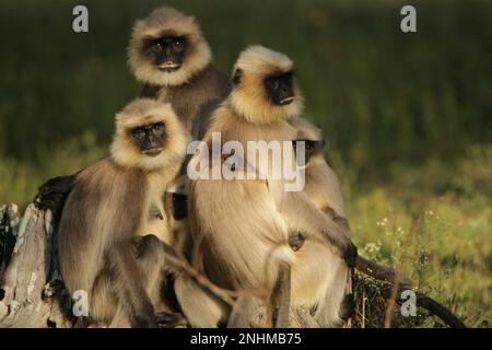 Scimmie e lingue grigie nella foresta. Sri Lanka Foto Stock