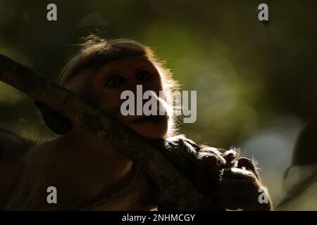 Scimmie e lingue grigie nella foresta. Sri Lanka Foto Stock