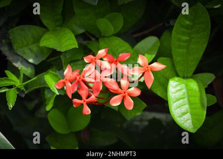 Ixora chinensis, comunemente nota come ixora cinese, è una specie di pianta del genere Ixora. Fiore di Rubiaceae, Ixora coccinea in giardino Foto Stock