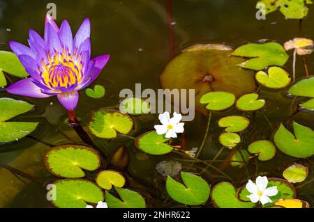 Vista del fiore di loto viola fiorente con foglie verdi e fiori tropicali bianchi acquatici nel bacino di loto. Foto Stock