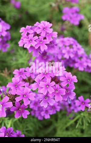 Primo piano di grappoli della splendida Verbena rigida Fiori fioriti nel Giardino Foto Stock