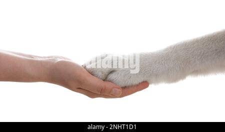 Cane che dà zampa a donna su sfondo bianco, primo piano Foto Stock